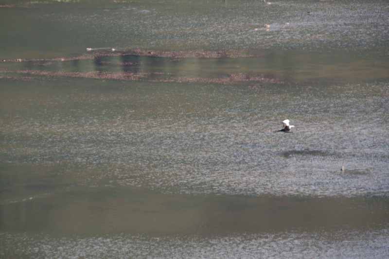 Nieuw-Zeeland 2011 - 1734